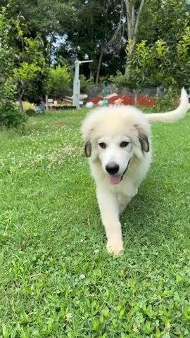 A fluffy white dog with tan markings on its ears and face walks across a grassy yard. The dog is panting with its tongue hanging out. In the background, there are trees and some outbuildings. The video is filmed in portrait orientation.