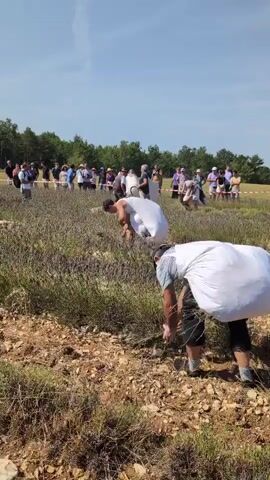 This video shows a group of people in a field of lavender under a clear blue sky. Many people are bent over, harvesting lavender. Some are carrying large white bags over their shoulders. In the foreground, a person with their back to the camera is bent over, gathering lavender with their hands, and wearing a white bag slung over their shoulder. Further back, another person in a white garment is also bent over, presumably harvesting. In the background, a larger group of people, some standing and some bending, are visible among the lavender plants. The ground is dry and rocky. The overall scene depicts a communal activity of harvesting lavender.