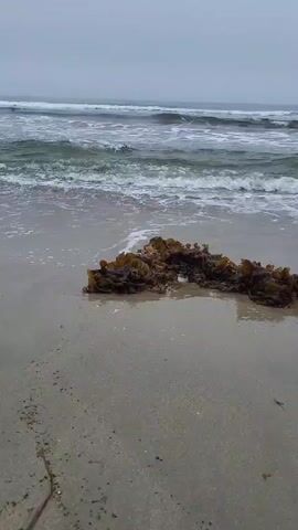 The video shows a calm ocean with gentle waves breaking on a sandy beach. In the foreground, a clump of brown seaweed is partially submerged in the shallow water. The sky is overcast, creating a muted, gray atmosphere. The camera is positioned low to the ground, giving a close-up view of the seaweed and the wet sand. The overall mood is serene and peaceful.