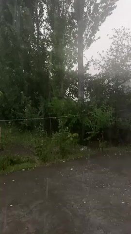 A vertical video displays a scene during heavy rainfall and strong winds. The foreground shows a wet asphalt surface, with raindrops visible. A wire fence runs horizontally across the middle ground, behind which dense green foliage and trees are present. The background is dominated by tall trees, some of which are bending significantly due to the wind. The sky is overcast and hazy, contributing to a muted and somewhat blurry visual. There are no people or discernible animals visible. The overall atmosphere is one of a stormy, inclement weather event.