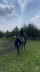 Early morning horseback riding captured in Russian countryside field