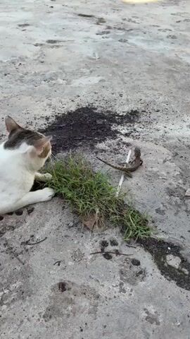 A white and tabby cat is lying on a concrete surface. To the cat's right, in a patch of green grass, a small brown lizard is perched on a thin white stick. The cat is looking intently at the lizard and appears to be assessing the situation. The concrete surface is mottled and shows signs of wear and tear, with dark stains scattered across it. There is a patch of dark soil or debris behind the grass patch. The lighting suggests it is daytime, possibly late afternoon or early morning, given the soft shadows. The scene is static, with no discernible movement from the cat or the lizard.