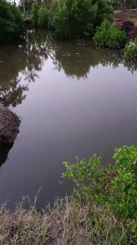 The video depicts a body of water, possibly a pond or small lake, surrounded by lush green vegetation and trees. The water's surface is smooth and reflects the surrounding foliage, creating a mirrored effect. The camera angle is slightly elevated, providing a clear view of the water and the surrounding environment. A layer of grass and some bushes are visible in the foreground. The lighting suggests either early morning or late evening, with a soft, diffused light casting a calm ambiance over the scene.
