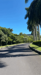 Peaceful tree-lined road documented in Pecatu, Indonesia