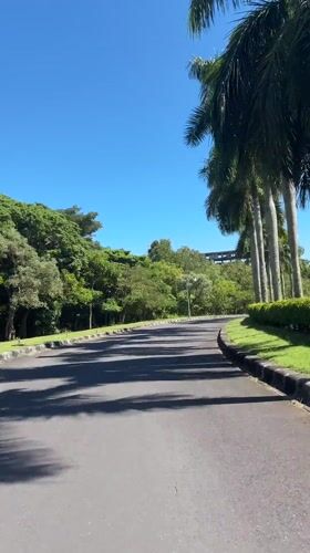 Peaceful tree-lined road documented in Pecatu, Indonesia