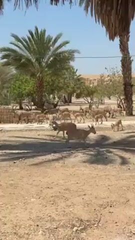 The video shows a herd of light brown gazelles walking in a desert landscape. There are palm trees and small wooden huts in the background. The ground is sandy and dusty. The sky is clear and blue. There is a person working on a palm tree near the middle of the video.