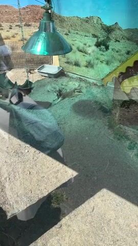 A meerkat lies stretched out on the sandy floor of an enclosure. It appears to be basking under a heat lamp, which is visible in the upper left corner of the frame. The enclosure also contains a white dish, possibly a food or water bowl, and a background painted to resemble a desert landscape with mountains and sky. The meerkat's body is elongated, and its head is tilted back. The lighting is somewhat dim, with shadows cast across the floor.