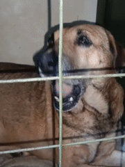 Dog and cat observed at rest and feeding in Nairobi