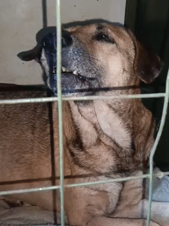 Dog and cat observed at rest and feeding in Nairobi