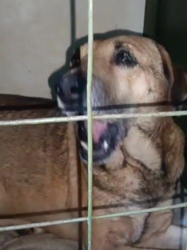 Dog and cat observed at rest and feeding in Nairobi