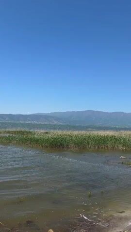 The video shows a body of water, possibly a lake or bay, with a shoreline in the foreground and mountains in the distance under a clear blue sky. The water is murky, and there is a patch of tall green and beige reeds growing near the shore. Gentle waves ripple across the surface of the water.  The mountains in the background are indistinct and hazy. There is no visible human activity in the scene. The overall impression is a calm, natural setting.