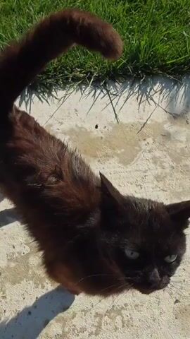A high-angle shot shows a dark brown cat with its tail curled over its back. The cat is standing on a light-colored, textured surface that appears to be concrete. Sunlight casts a shadow of the cat onto the surface. Behind the cat, a strip of green grass is visible. The cat is looking upwards towards the camera with its eyes partially closed and its ears tilted slightly forward. The camera angle is overhead, looking down at the cat.
