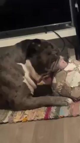 A dog is lying on a colorful rug on a wood floor, chewing on a soccer ball. The dog is a large, stocky breed, with a mottled gray and white coat and a white chest. It is lying on its side, holding the soccer ball between its front paws and chewing on it. The soccer ball is old and worn, with several patches missing. The rug is multi-colored and appears to be handmade. In the background, a white cabinet and a black TV can be seen.