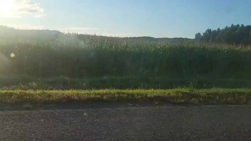 The video shows a car's perspective as it drives past a cornfield. The sun is low in the sky, casting a warm glow and creating lens flare. A dense line of trees borders the field on the right. A rural road with a gravel shoulder is visible in the foreground. There are no people or animals visible in the video.