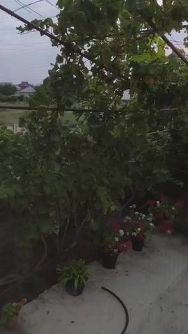 This video shows a backyard scene with grape vines covering a trellis. Several potted plants are arranged on a concrete patio. The sky in the background displays the soft colors of dusk.