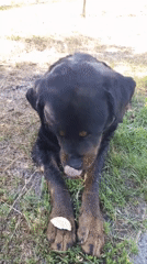 Woman enjoys early morning park walk with Rottweiler in Ukraine