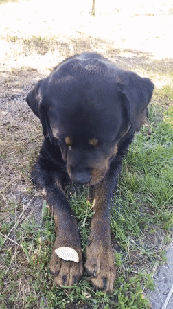 Woman enjoys early morning park walk with Rottweiler in Ukraine
