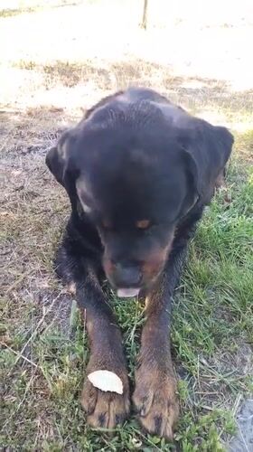Woman enjoys early morning park walk with Rottweiler in Ukraine