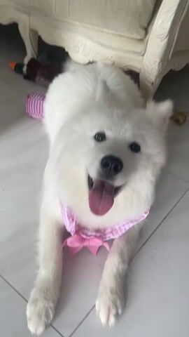 The video shows a white dog, possibly a Samoyed, lying down and then standing up. The dog is wearing a pink and white checkered bandana with a pink bow. The dog appears to be in an indoor setting with tiled flooring. In the background, there is a sofa and a coffee table. The dog looks at the camera and wags its tail. The lighting is bright.