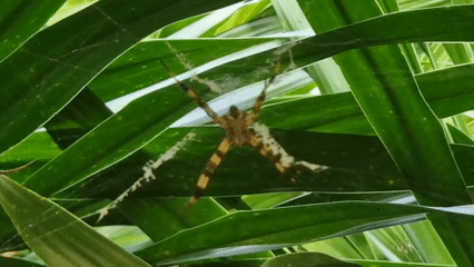 Long-legged striped spider spotted in web among green leaves