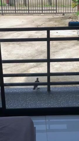 A bird stands on a tiled balcony, looking out through a barred railing. The bird is dark in color and appears to be a small to medium-sized bird. The railing is black and made of horizontal and vertical bars. Beyond the railing is a concrete ground with some debris. The background shows a fence and some greenery. The overall scene suggests an outdoor urban or suburban environment.