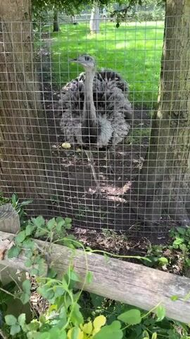 A young ostrich stands behind a wire fence, its body mostly obscured by its fluffy gray feathers. It is positioned between two trees, with a grassy area visible in the background. The ostrich appears to be looking slightly to the left. There are some yellow objects on the ground near its feet. Green foliage is visible in the foreground, partially obscuring the bottom of the fence. The overall lighting suggests a sunny day.