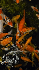 Vibrant koi fish gathering documented in Vietnamese pond