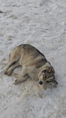 Two dogs spotted on snowy ground in Russia