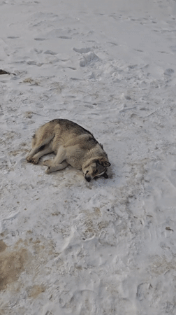 Two dogs spotted on snowy ground in Russia