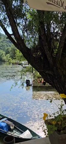 The video shows a serene natural scene by a calm body of water, likely a lake or slow-moving river. The water is partially covered with green algae or lily pads, creating a textured surface. A small, green boat with a blue tarp is partially visible in the foreground, resting on the water. Across the water, a gentle slope of lush green trees and hills forms the backdrop. Along the far bank, several small boats or docks are visible, along with what appear to be some structures or recreational elements. A large tree with a thick trunk and branches overhangs the scene from the right side, casting shadows and adding to the natural ambiance. The lighting suggests it is daytime, possibly late morning or early afternoon, with bright sunlight filtering through the foliage. The overall atmosphere is peaceful and undisturbed.