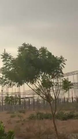 The camera shows a tree being buffeted by the wind. In the background is an electrical substation. The sky is overcast. The ground is dry and sparse.