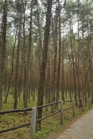 The video shows a path through a forest of tall, thin pine trees. The path is made of light-colored gravel and is lined with a wooden fence on one side. The ground under the trees is covered with green moss. In the distance, a few people can be seen walking on the path. The trees are very straight and appear to be growing close together. Some of the trees are leaning at an angle, giving the forest a slightly unusual appearance. The sky is overcast.