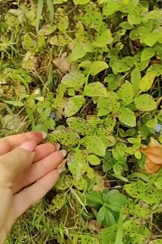A person's hand is shown reaching for blueberries on a bush. The leaves of the bush have dark spots on them. The person picks two blueberries and holds them in their palm. The background is green foliage and some dry leaves.