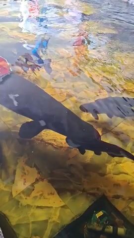 The video shows fish swimming in an aquarium. The aquarium has a yellow and brown textured bottom. The fish are dark-colored and appear large. The water is clear enough to see the bottom of the tank and the fish clearly. The surface of the water is rippling.