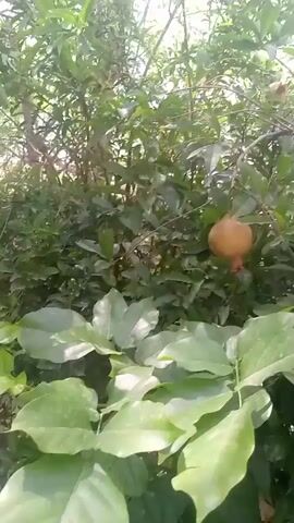 The camera approaches a pomegranate tree with ripening fruit hanging on the branches. The leaves are green and healthy, providing a dense canopy around the pomegranates. The pomegranates vary in color from green to golden-yellow, indicating different stages of ripeness. The camera focuses closely on a cluster of two small pomegranates on one branch, highlighting their developing form. The overall scene depicts a natural environment with a focus on the growth and maturity of the pomegranate fruits.