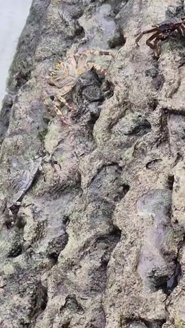 The video depicts a close-up view of a rocky surface near a body of water, featuring several crabs.  The crabs vary in color, with some appearing lighter and speckled, while others are darker. The crabs are positioned on the rocks, some stationary and some moving. The rocks have a rough, uneven texture, with various shades of gray and brown, appearing moist.  Water is seen occasionally washing over the rocks.