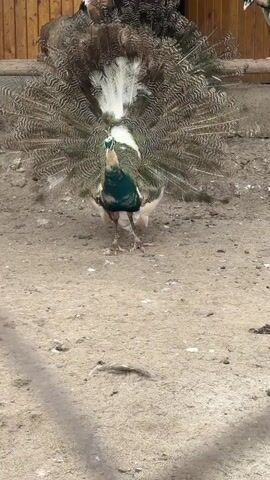 A peacock stands still in a dirt enclosure, facing the camera, with its white and brown tail feathers fully fanned out. Its chest is dark green, and its head has a small green crest. A wooden structure is visible in the background. A female voice speaks in a foreign language in the background.