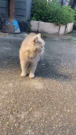 A Maykop afternoon: one cat, one street, many small moments