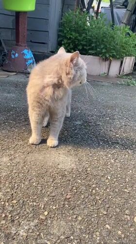 A Maykop afternoon: one cat, one street, many small moments