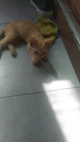 A ginger kitten is playfully interacting with a blue string near a yellow cloth on a tiled floor. The scene appears to be indoors, possibly in a home or a sheltered area, with sunlight casting a shadow on the floor, suggesting it's daytime. The kitten's actions, such as batting at the string and looking curiously at the camera, convey a sense of playfulness and innocence. The background shows a wooden door frame and part of a shoe, adding to the domestic setting. No text is visible in the media.
