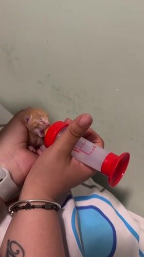 Newborn orange kitten getting hand-fed in Burgas