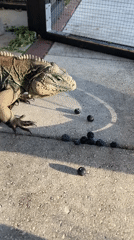 Iguana feeds on blueberries, receives gentle petting in Cape Coral