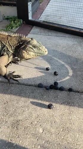 Iguana feeds on blueberries, receives gentle petting in Cape Coral