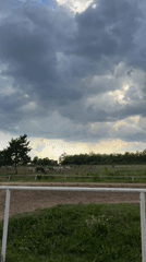 Horses graze in rural paddock near Kragujevac, Serbia