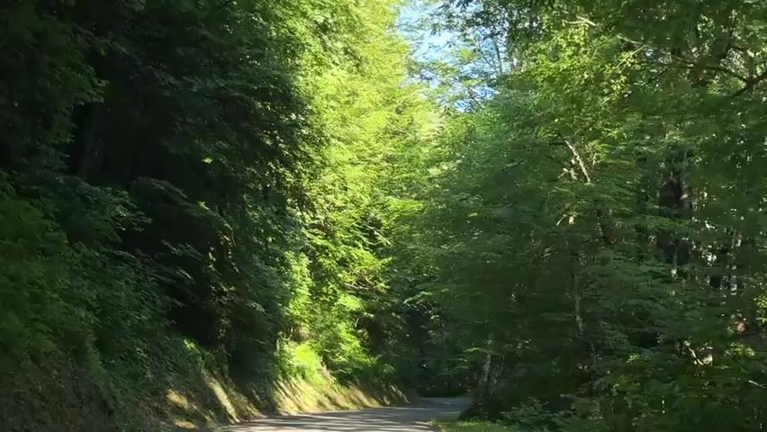 A car is driving down a paved road through a dense forest. The sun is shining, casting dappled light on the road and trees. The trees are tall and covered in green leaves. The road curves to the right. The driver is speaking in Russian.
