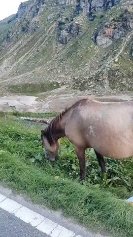 The video shows a horse grazing on the side of a road with a mountainous backdrop. The horse is light brown with a darker mane and tail. It is positioned to the right of the frame, facing left and downward, with its head lowered to the grass. The road is in the foreground, with a white line marking the edge. Beyond the road and the horse, there is a patch of green grass and foliage. In the background, a steep, rocky mountain rises, with sparse vegetation on its slopes. The sky is overcast. The video appears to be taken from a moving vehicle, as evidenced by the slight blur and motion perspective.