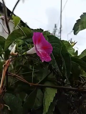 A close-up, slightly shaky video shows a pink morning glory flower with water droplets on its petals. The flower is surrounded by dark green leaves. In the background, there is a blurred-out building, a telephone pole, and an overcast sky. The video appears to have been filmed during or after a rain shower.