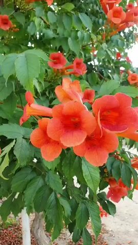 This is a close-up video of a trumpet vine with vibrant orange flowers and lush green leaves. The camera pans slowly across the blooming branches, focusing on the intricate details of the trumpet-shaped flowers. The background is blurred, suggesting the vine is part of a larger plant or garden. The lighting is natural, indicating an outdoor setting.