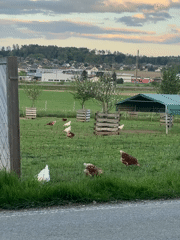 Rural chicken farm documented during sunset in Winterthur