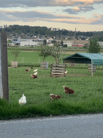 Rural chicken farm documented during sunset in Winterthur